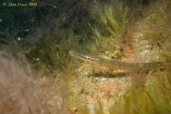 Snake Pipe fish, Trefor Pier North Wales.  Nikon D80, 60mm by Alan Fryer 